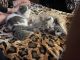Persian Cats for sale in Paulden, AZ, USA. price: $750