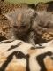 Persian Cats for sale in Paulden, AZ, USA. price: NA