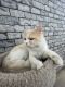 Persian Cats for sale in HRBR Layout, Kalyan Nagar, Bengaluru, Karnataka 560043, India. price: 20000 INR