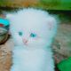Persian Cats for sale in Bhopal, Madhya Pradesh, India. price: 6200 INR
