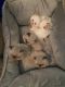 Persian Cats for sale in Round Rock, TX 78665, USA. price: NA