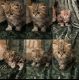 Persian Cats for sale in McKinney, TX, USA. price: $1,500