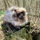 Persian Cats for sale in Baxter, TN 38544, USA. price: NA