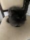 Persian Cats for sale in 2021 NW 75th Ave, Sunrise, FL 33313, USA. price: $500