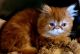 Persian Cats for sale in Muscle Shoals, AL 35662, USA. price: $550