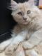 Persian Cats for sale in Bannerughatta, Bengaluru, Karnataka 560083, India. price: 3000 INR