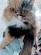 Persian Cats for sale in Raymore, MO 64083, USA. price: $75
