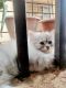 Persian Cats for sale in Vangani, Maharashtra, India. price: 8000 INR