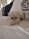 Persian Cats for sale in Elk City, OK, USA. price: NA