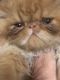 Persian Cats for sale in Granbury, TX, USA. price: NA
