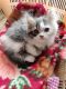 Persian Cats for sale in Ghaziabad, Uttar Pradesh, India. price: 10000 INR