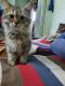 Persian Cats for sale in Maharashtra 423203, India. price: 8000 INR