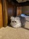 Persian Cats for sale in Bucyrus, OH 44820, USA. price: $850