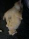 Persian Cats for sale in Sioux Falls, SD, USA. price: $300