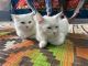 Persian Cats for sale in Surat, Gujarat, India. price: 7000 INR