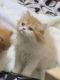 Persian Cats for sale in Los Angeles, CA, USA. price: $1,000