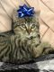 Persian Cats for sale in Sayreville, NJ, USA. price: $5,000