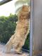 Persian Cats for sale in Tampa, FL, USA. price: $1,700