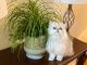 Persian Cats for sale in Macon, GA, USA. price: $1,500