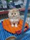 Persian Cats for sale in Chandigarh, India. price: 19500 INR