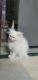 Persian Cats for sale in Sector 10 Dwarka, Dwarka, Delhi, 110075, India. price: 10000 INR