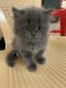 Persian Cats for sale in Puducherry, India. price: 15000 INR