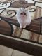 Persian Cats for sale in 48126 Michigan Ave, Dearborn, MI 48126, USA. price: NA