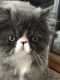 Persian Cats for sale in Biddeford, ME 04005, USA. price: NA