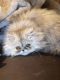 Persian Cats for sale in Oklahoma City, OK, USA. price: $800