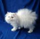 Persian Cats for sale in Jersey City, NJ, USA. price: $2,200