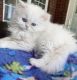 Persian Cats for sale in Seattle, WA, USA. price: NA