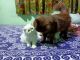 Persian Cats for sale in Kishore Ganj, Kumhartoli, Ranchi, Jharkhand 834001, India. price: 15000 INR