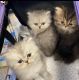 Persian Cats for sale in Pennsylvania St, Coffeyville, KS 67337, USA. price: NA