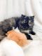 Persian Cats for sale in Inverness, FL, USA. price: $200