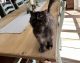 Persian Cats for sale in Inverness, FL, USA. price: NA