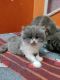 Persian Cats for sale in Banjara Hills, Hyderabad, Telangana, India. price: 7000 INR
