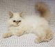 Persian Cats for sale in Palmdale, CA, USA. price: $800