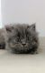 Persian Cats for sale in HBR Layout 2nd Block, Stage 1, HBR Layout, Bengaluru, Karnataka, India. price: 7000 INR