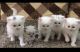 Persian Cats for sale in Andheri West, Mumbai, Maharashtra 400047, India. price: 5000 INR