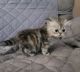 Persian Cats for sale in Plainwell, MI 49080, USA. price: $700