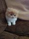 Persian Cats for sale in Fayetteville, NC, USA. price: $500