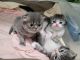 Persian Cats for sale in Elkhart, IN, USA. price: $800