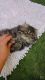 Persian Cats for sale in Haines City, FL, USA. price: NA