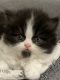 Persian Cats for sale in Lebanon, OR 97355, USA. price: $1,200