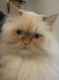 Persian Cats for sale in Southfield, MI 48033, USA. price: NA