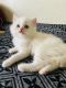 Persian Cats for sale in Navi Mumbai, Maharashtra, India. price: 8000 INR