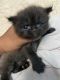 Persian Cats for sale in Pulianthope High Road, Bhogipalayam, Pulianthope, Chennai, Tamil Nadu 600012, India. price: 8000 INR