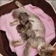 Persian Cats for sale in Texas City, TX, USA. price: $360