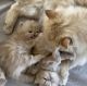 Persian Cats for sale in Texas City, TX, USA. price: NA