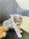 Persian Cats for sale in Bhopal, Madhya Pradesh, India. price: 5000 INR